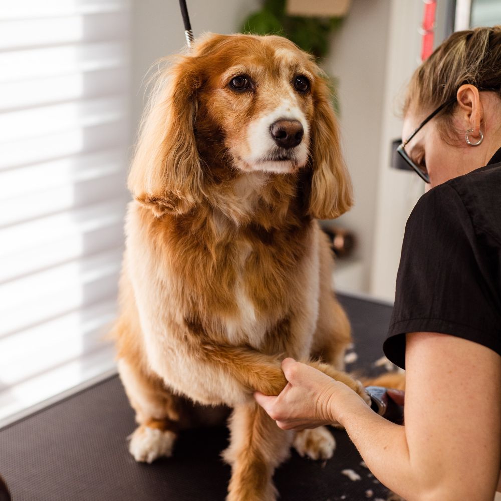 A groomer is trimming the fur on a dog's paw with clippers.