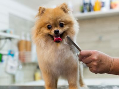 A groomer trims the nails of a Cavalier King Charles Spaniel sitting on a grooming table.