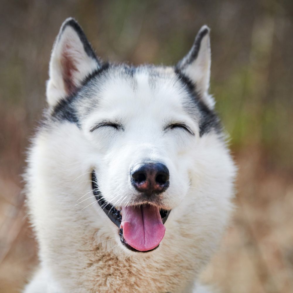 A happy husky with its eyes closed and tongue out, with a blurry background.