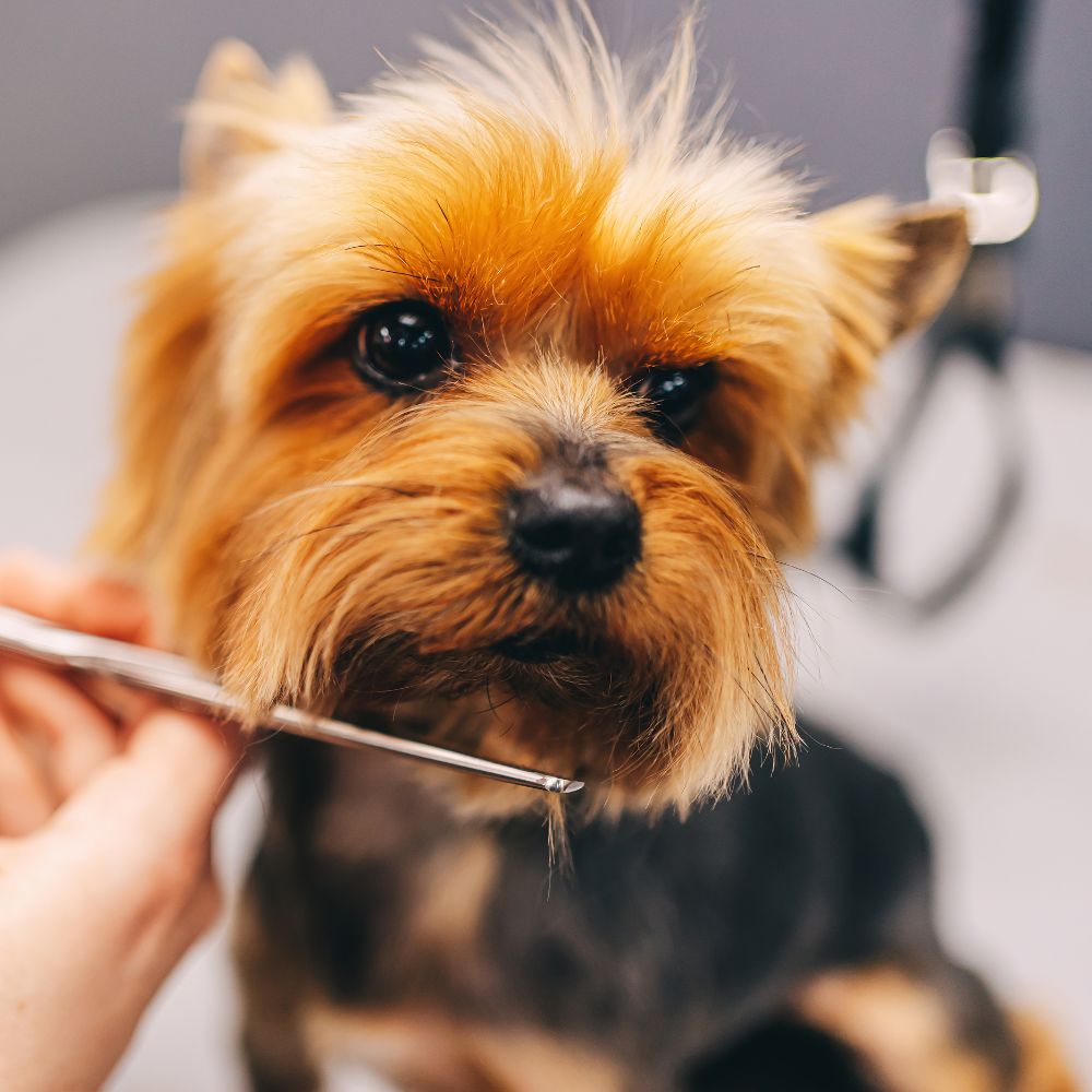 A person is trimming the beard of a Yorkshire Terrier with small scissors.