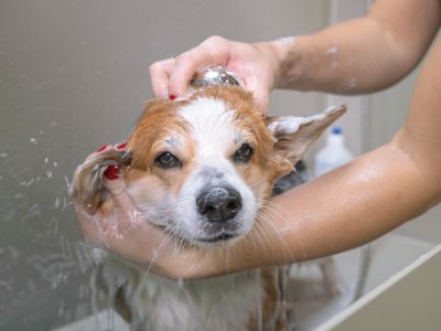 A person is washing a corgi dog in a bathtub with shampoo.