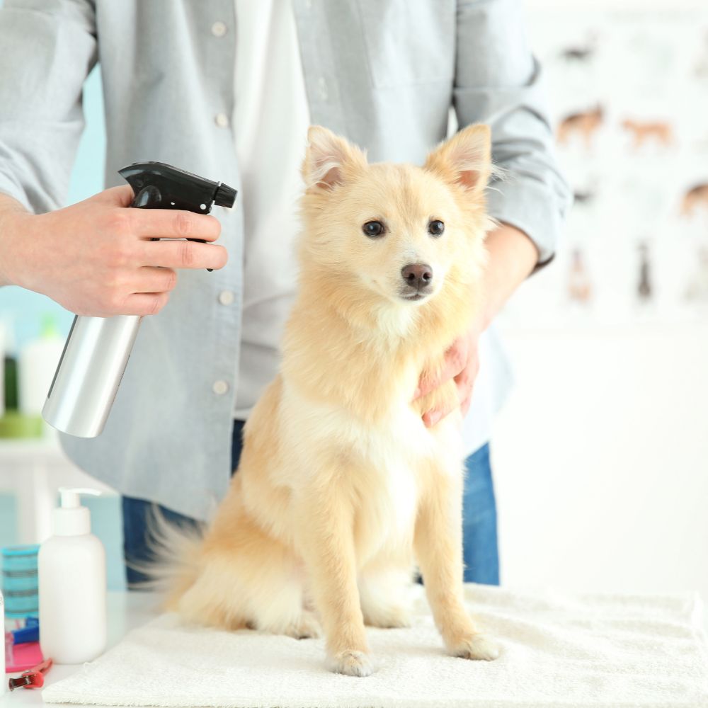 A person sprays a light-colored dog with a spray bottle while grooming it.