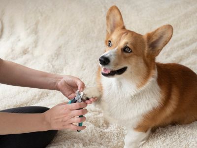 A person using nail clippers to trim the paw of a corgi dog resting on a fluffy white blanket.