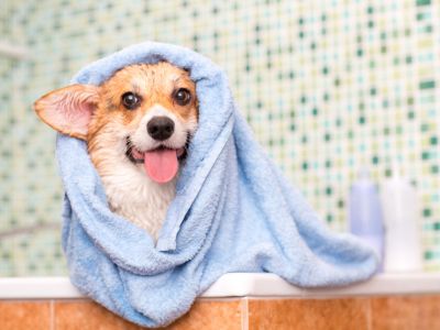 A wet corgi wrapped in a light blue towel, with its tongue out and ears perked, sitting in a bathtub.