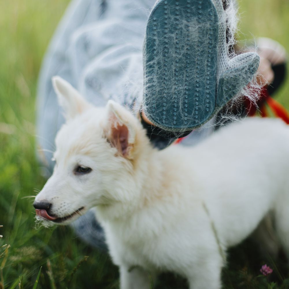 A white dog is being groomed with a de-shedding glove by a person in a blue sweater.