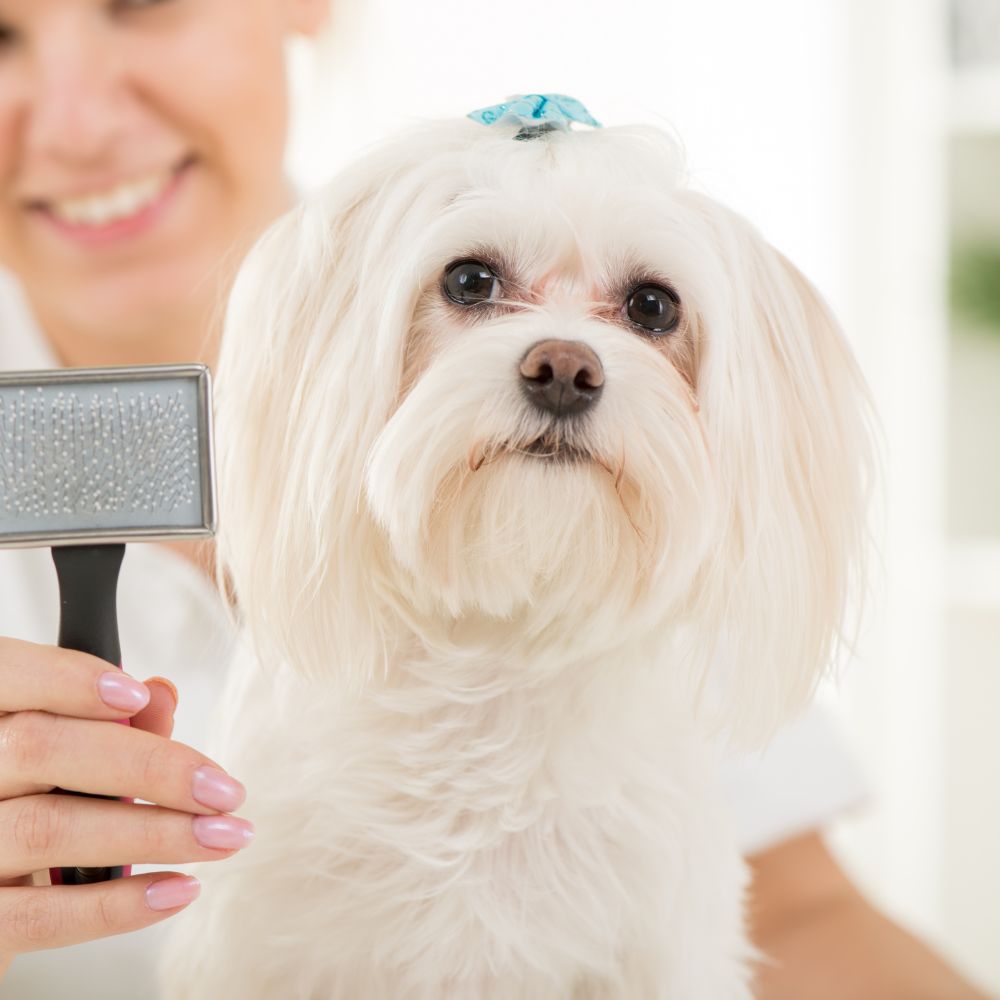 A white dog with a blue bow on its head is being groomed with a brush