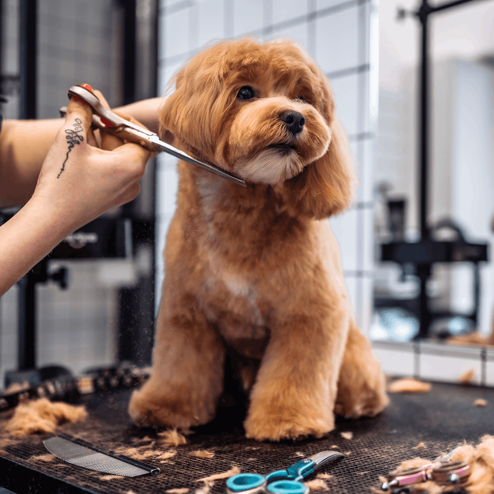 dog grooming dog grooming