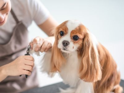 groomer trims the nails of a Cavalier King Charles Spaniel sitting on a grooming table.