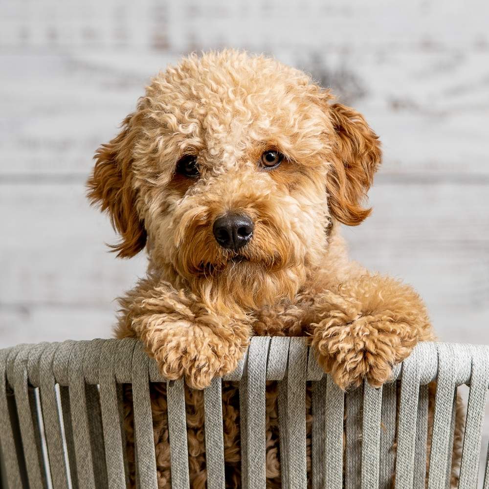 A fluffy, light brown dog with curly fur sits in a gray woven chair