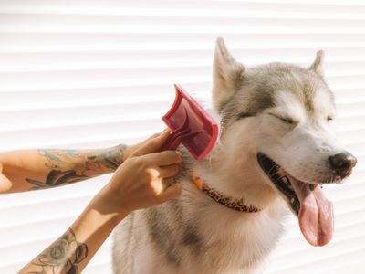A person with tattoos on their arms brushes a husky dog with a pink brush